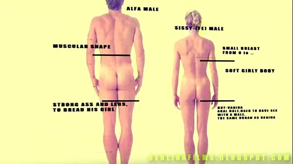 Filmes Shemale Aanatomy (algum tipo de treinador maricas populares