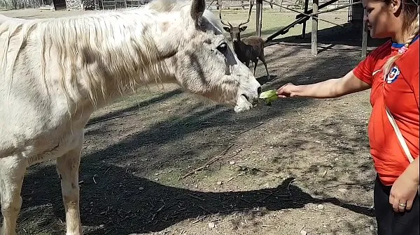 Film interessanti Ero eccitato di vedere le dimensioni del pene di un cavallo !!! Volevo che il mio ragazzo si concentrasse così !!! Paty Butt, El Toro De Orodrive